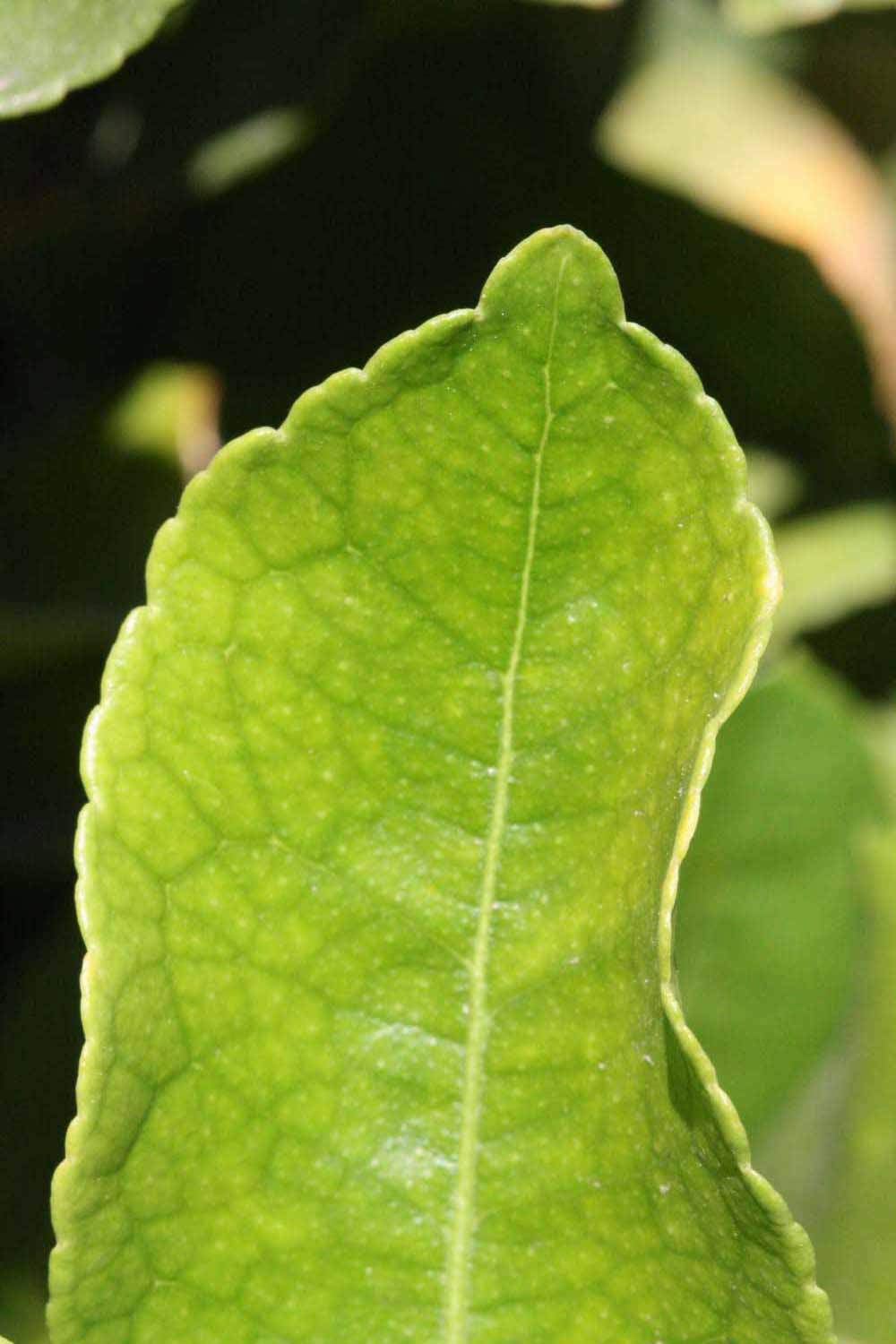              Margin (Riverside, CA)       